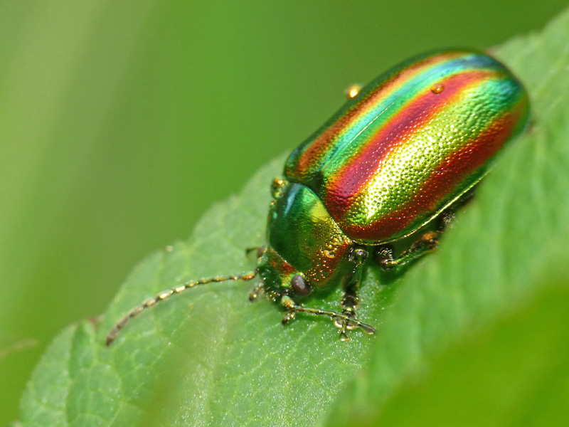 Diochrysa fastuosa